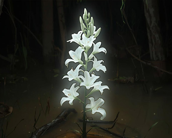 Problematic of the Immaculate Conception