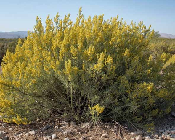 The Parable of the Mustard Seed